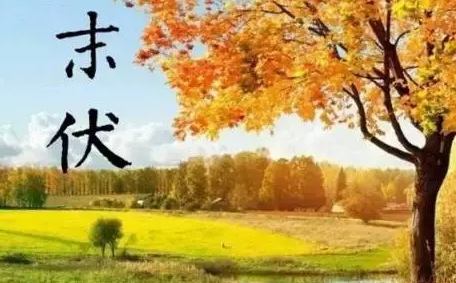 末伏至，秋老虎发威！除病根的最后冲刺，艾灸万万不可断！